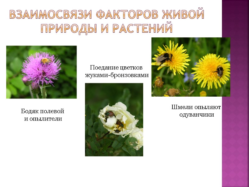 Взаимосвязи факторов живой природы и растений Шмели опыляют  одуванчики Поедание цветков  жуками-бронзовками